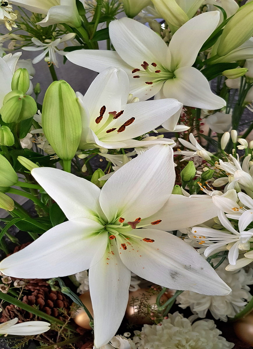 Close-up of White Easter Lilies and Green Buds