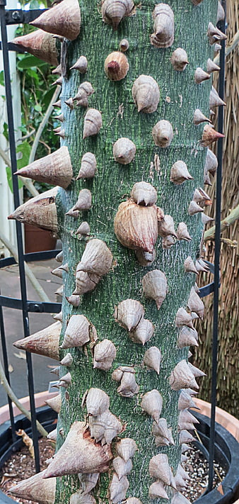 Close-up of Spiky Mother-in-Law Plant Trunk