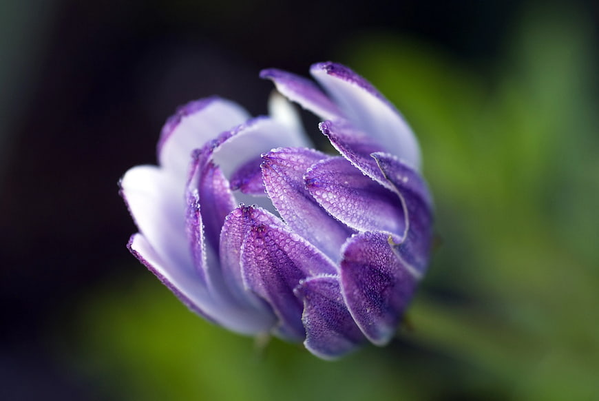 Close-up of purple flower bud with dew drops