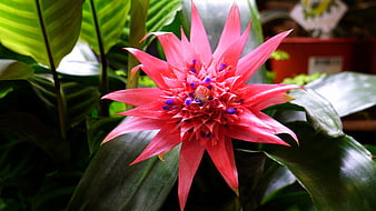 Vibrant Pink Bromeliad Flower with Blue Accents