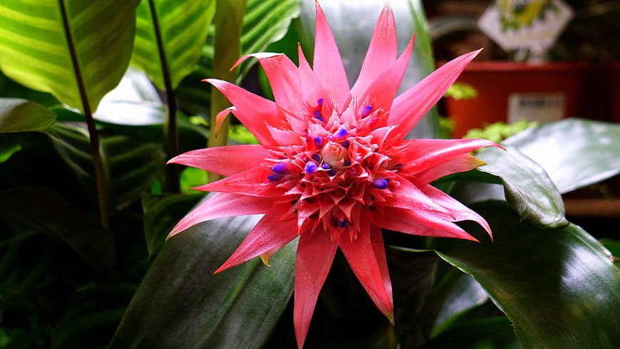 Vibrant Pink Bromeliad Flower with Blue Accents