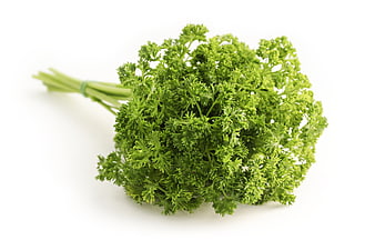 Fresh Curly Parsley Bunch on White Background