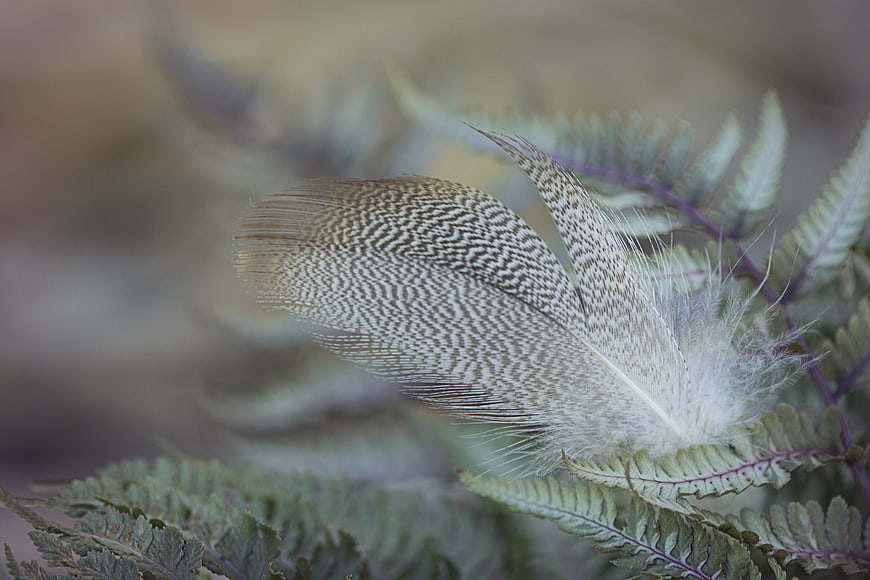 Close-up of speckled bird feather on green fern leaves