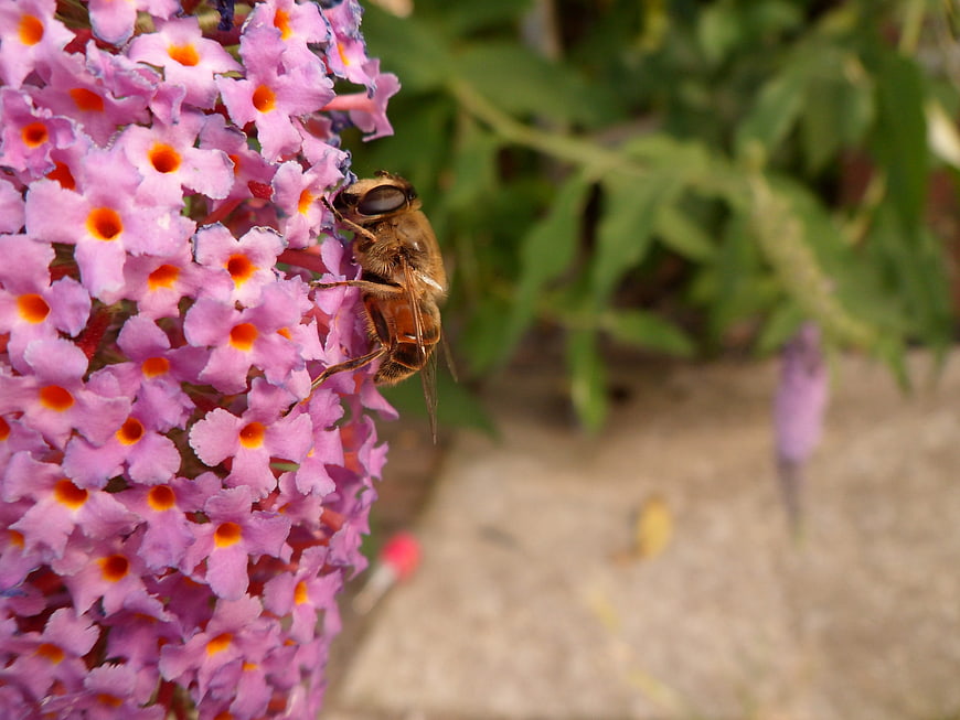 Hoverfly on Purple Butterfly Bush Flower Close Up