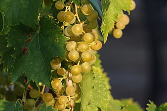 Ripe Green Grapes On Vine With Leaves