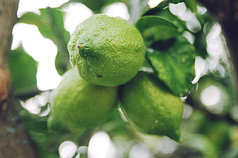 Close-up of fresh green lemons hanging on a tree branch