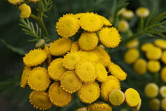 Close-up of bright yellow tansy flowers with detailed texture
