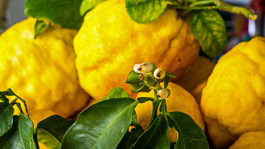 Close-up of yellow citron fruit with white blossoms and green leaves