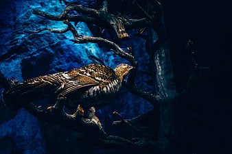 Dark moody bird perched on branch with blue background