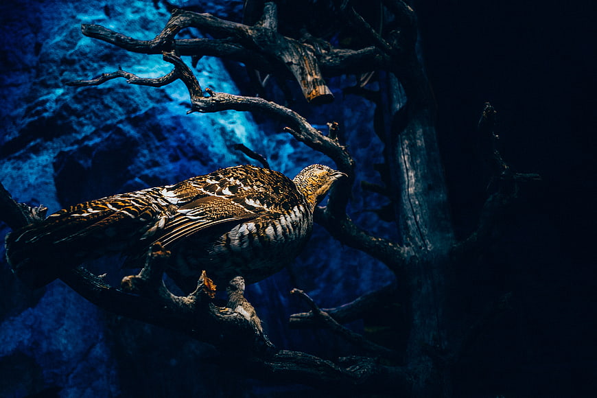 Dark moody bird perched on branch with blue background