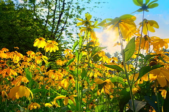 Sunlit Yellow Coneflowers in a Lush Summer Garden