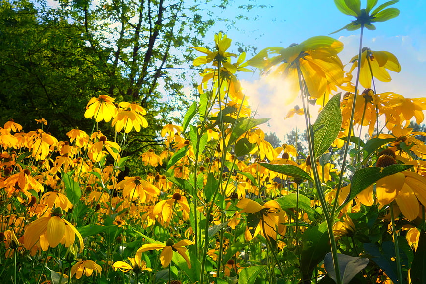 Sunlit Yellow Coneflowers in a Lush Summer Garden