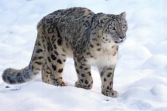 Snow Leopard Walking in Snowy Winter Landscape