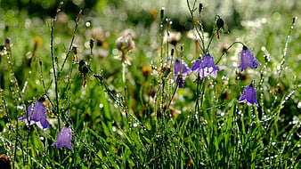 Purple Bellflowers with Morning Dew Drops in Green Grass
