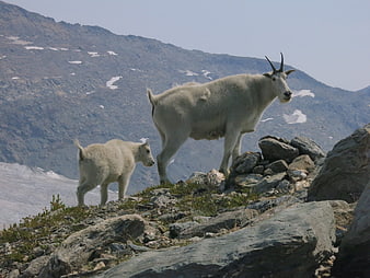 Mountain Goat and Kid on Rocky Alpine Ridge