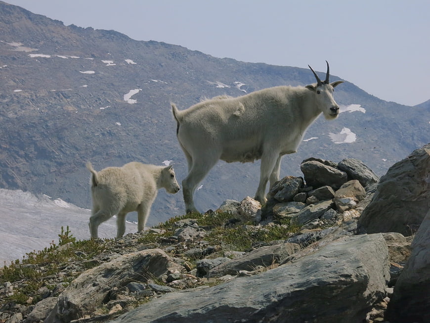 Mountain Goat and Kid on Rocky Alpine Ridge