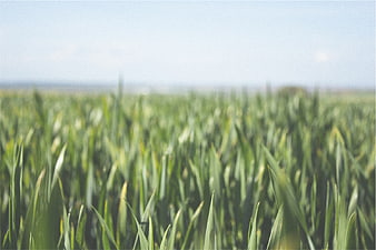 Close-up of green wheat field with blurred background
