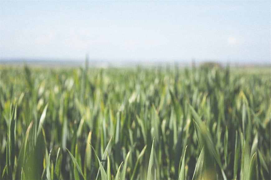 Close-up of green wheat field with blurred background