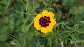 Yellow and Red Coreopsis Flower in Green Garden