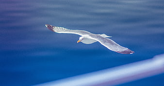 Seagull Flying Over Blue Ocean Water