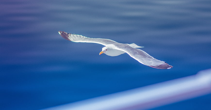 Seagull Flying Over Blue Ocean Water