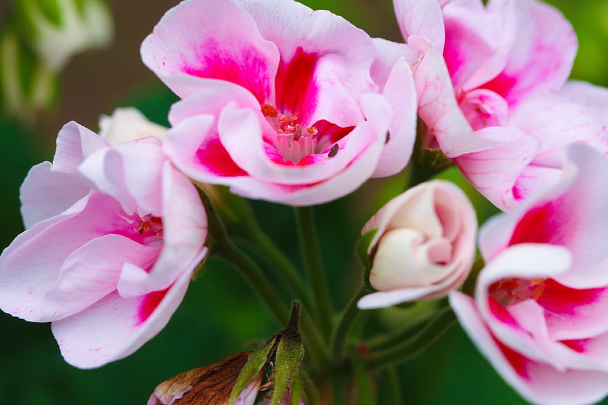 Close-up of Pink Geranium Flowers with Green Background