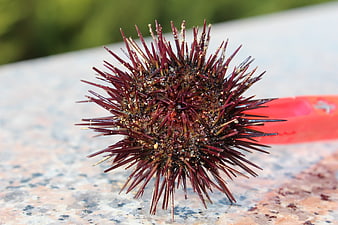 Close-up of a purple sea urchin on a stone surface
