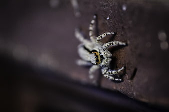 Macro Close-Up of a Jumping Spider on Bark