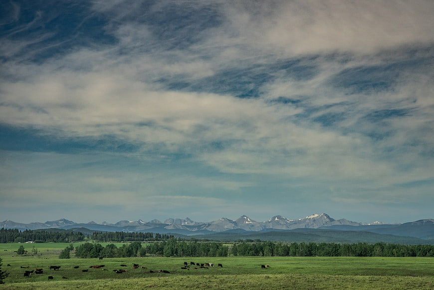 Cattle grazing in green pasture with Rocky Mountains background