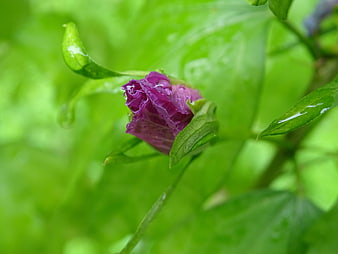 Close-up of purple hibiscus bud with water droplets on green leaves