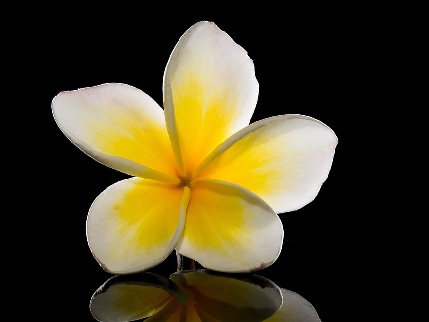 White and yellow frangipani flower with reflection on black background