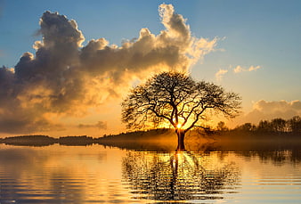 Solitary Tree in Lake at Golden Sunset with Mist