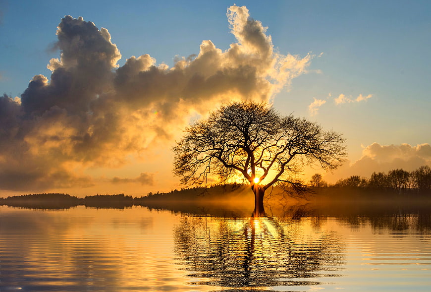 Solitary Tree in Lake at Golden Sunset with Mist