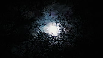 Full moon shining through dark forest tree branches at night