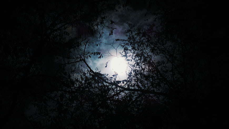 Full moon shining through dark forest tree branches at night