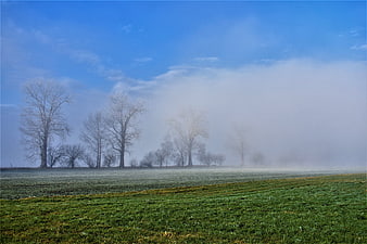 Misty Morning Landscape with Bare Trees and Green Field