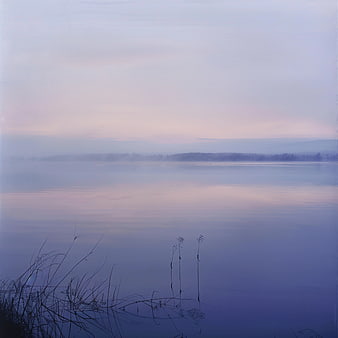 Serene Misty Lake at Dawn with Reeds