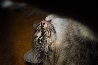Close-up of a fluffy tabby cat looking up with green eyes