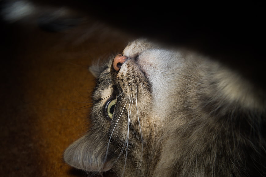Close-up of a fluffy tabby cat looking up with green eyes