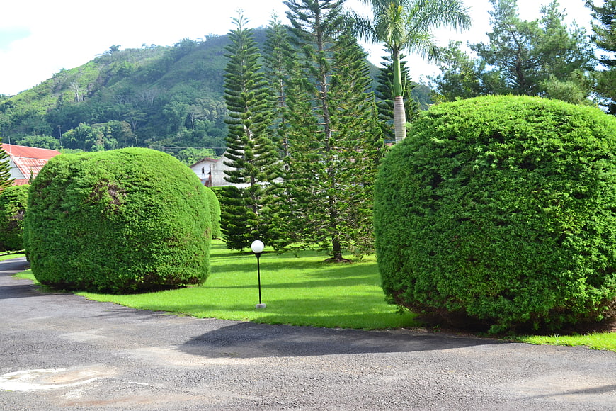 Manicured green bushes and pine trees in a park