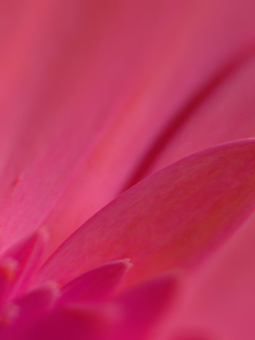 Abstract Macro Close-Up of Pink Flower Petal Texture