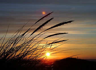 Silhouette of tall grass against a vibrant sunset sky