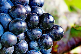 Close-up of Ripe Dark Purple Grapes