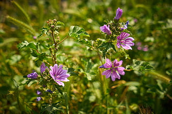 Purple Mallow Flowers in Sunlit Green Meadow