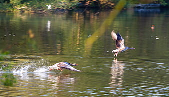 Two Greylag Geese Taking Off from Lake Surface
