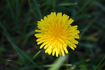 Close-up of a bright yellow dandelion flower in green grass