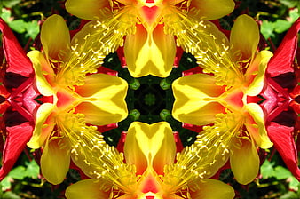 Symmetrical Red and Yellow Columbine Flower Kaleidoscope Pattern