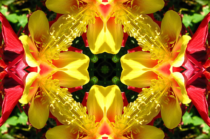 Symmetrical Red and Yellow Columbine Flower Kaleidoscope Pattern