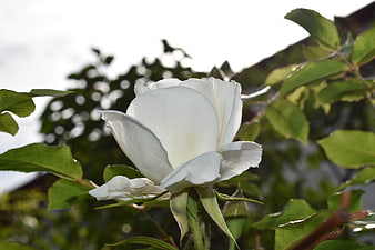 Close-up of a white rose bloom with green leaves