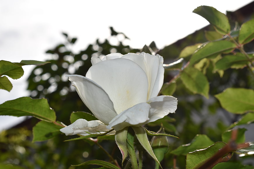 Close-up of a white rose bloom with green leaves
